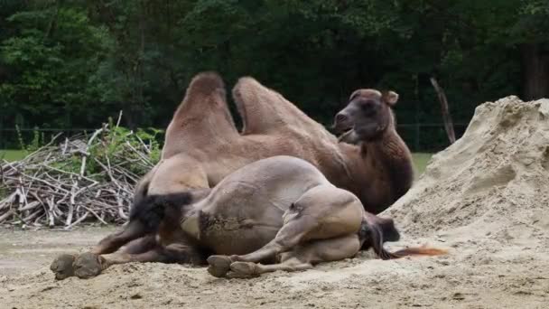 Cammelli Battriani Camelus Bactrianus Sono Grande Ungulato Dalle Dita Pari — Video Stock