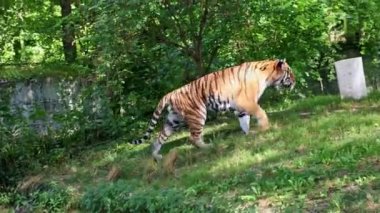 Sibirya kaplanı, Panthera tigris altaica dünyanın en büyük kedisidir.