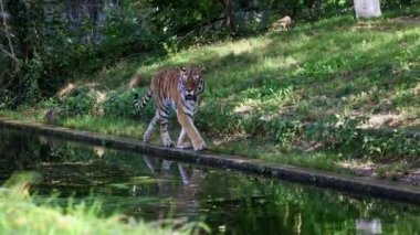 Sibirya kaplanı, Panthera tigris altaica dünyanın en büyük kedisidir.