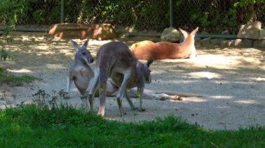 Kırmızı kanguru, Macropus Rufus tüm kanguruların en büyüğü, Avustralya 'ya özgü en büyük karasal memeli ve mevcut en büyük keseli hayvandır..