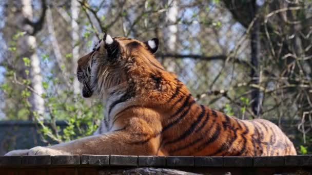 Siberian Tiger Panthera Tigris Altaica Biggest Cat World — Stock Video