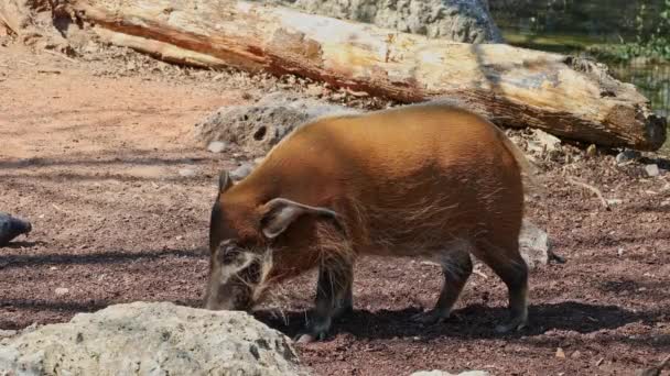 Porc Râu Roșu Potamochoerus Porcus Cunoscut Sub Numele Porc Tufiș — Videoclip de stoc