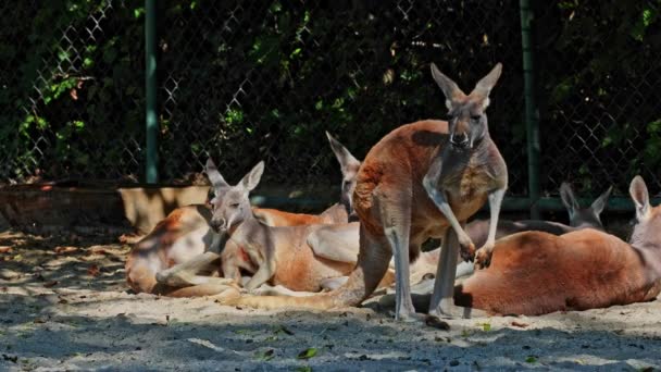 Canguru Vermelho Macropus Rufus Maior Todos Cangurus Maior Mamífero Terrestre — Vídeo de Stock