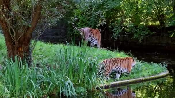 西伯利亚虎 Panthera Tigris Altaica 是世界上最大的猫科动物 — 图库视频影像