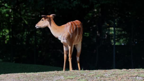 Ніала Tragelaphus Angasii Антилопа Спіральною Рогатою Рогатою Рогатою Рогою Яка — стокове відео