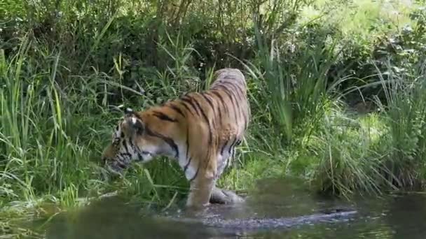 Tigre Siberiano Panthera Tigris Altaica Maior Gato Mundo — Vídeo de Stock