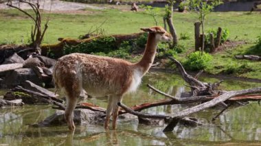 Vicunas, Vicugna Vicugna, And Dağları 'nın yüksek dağlık bölgelerinde yaşayan lama' nın akrabaları.