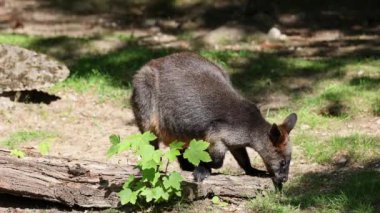 Wallaby bataklığı, Wallabia bicolor, küçük kangurulardan biridir. Bu valabi aynı zamanda siyah valabi olarak da bilinir.