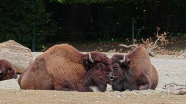 Bizon ya da bizon, bir zamanlar Kuzey Amerika 'da geniş sürüler halinde yaşayan bir bizon türüdür.. 