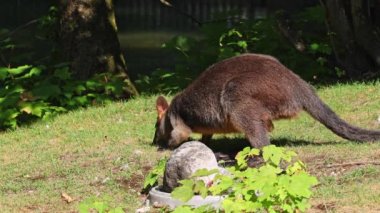 Wallaby bataklığı, Wallabia bicolor, küçük kangurulardan biridir. Bu valabi aynı zamanda siyah valabi olarak da bilinir.