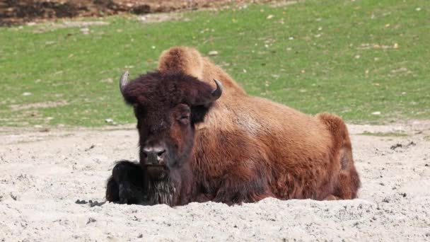 Amerikaanse Bizons Bizons Een Bizons Uit Familie Bizons Bizonidae — Stockvideo