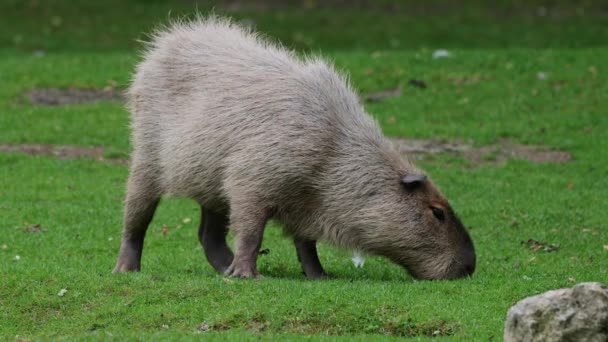 Den Capybara Hydrochoerus Hydrochaeris Den Största Existerande Gnagare Världen Dess — Stockvideo