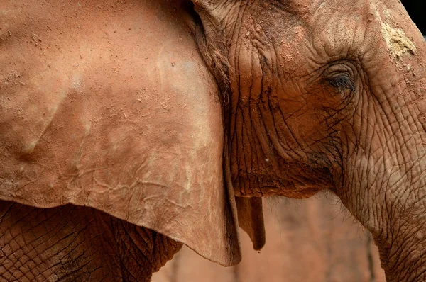 Dirty Elephant — Stock Photo, Image