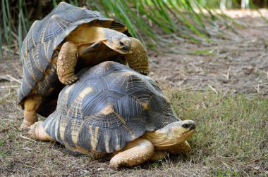 Kaplumbağa çiftleşme