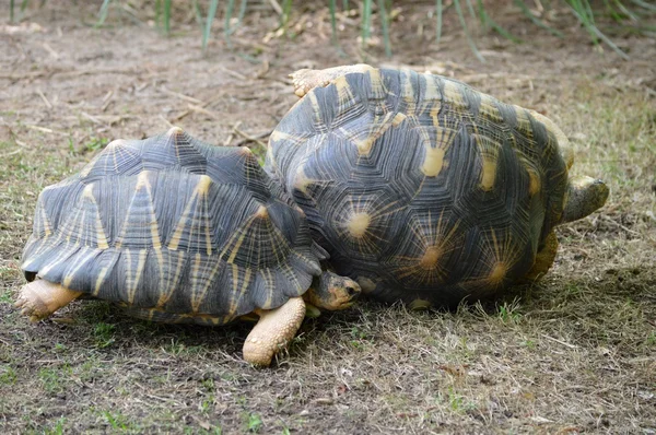 Seitwärts — Stockfoto