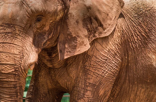 Elephant Wrinkles — Stock Photo, Image
