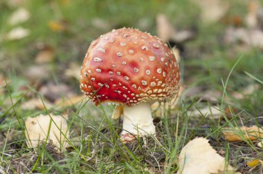 mantar sinek mantarı