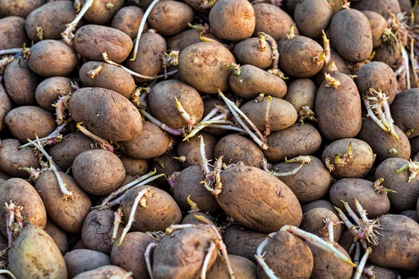 Batatas — Fotografia de Stock