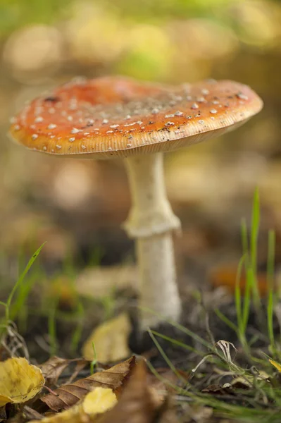 Mouche champignon agarique — Photo