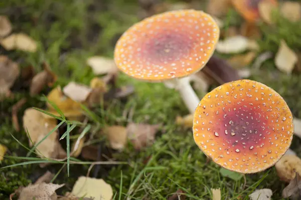 Mushroom fly agaric — Stockfoto