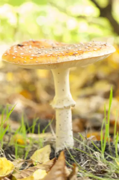 Mouche champignon agarique — Photo