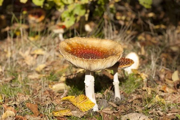 Mushroom fly agaric — Stock Photo, Image