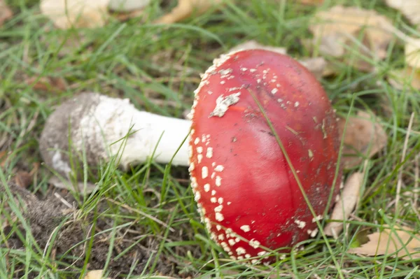 비행 거리 agaric 버섯 — 스톡 사진