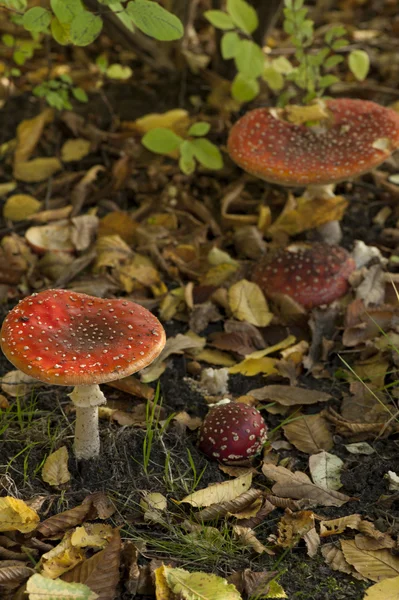 Mosca de cogumelos agaric — Fotografia de Stock