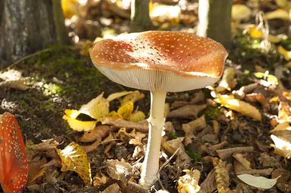 Latać Agaric — Zdjęcie stockowe