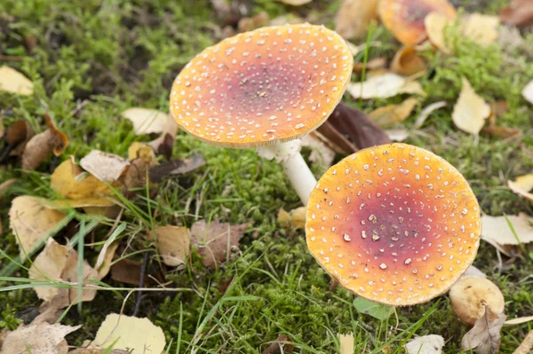 Latać Agaric — Zdjęcie stockowe