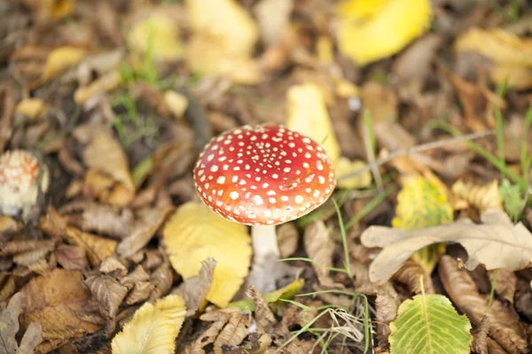 Latać Agaric — Zdjęcie stockowe