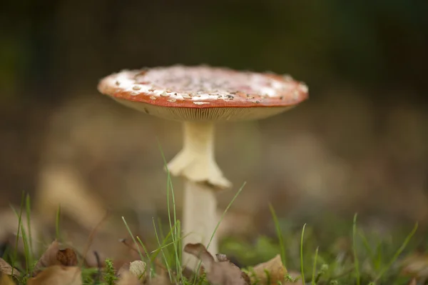 Latać Agaric — Zdjęcie stockowe