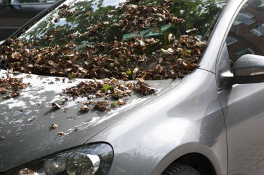 Arabanın üzerine erken sonbahar yaprakları