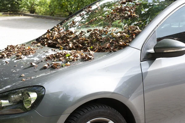 Folhas no carro no início do outono — Fotografia de Stock