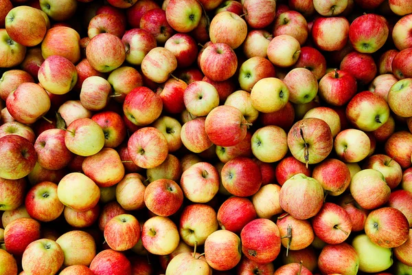 Apple harvest — Stock Photo, Image