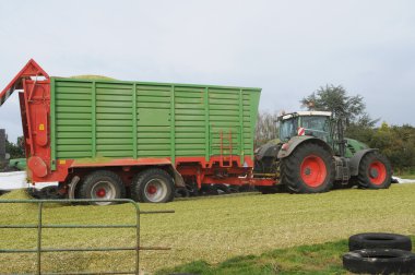 Mısır mahsul biyogaz ve hayvan besleme için