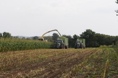 Mısır mahsul biyogaz ve hayvan besleme için