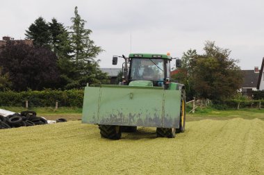 Mısır mahsul biyogaz ve hayvan besleme için