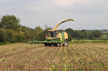Mısır mahsul biyogaz ve hayvan besleme için