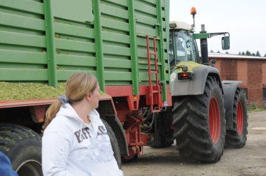 Mısır mahsul biyogaz ve hayvan besleme için