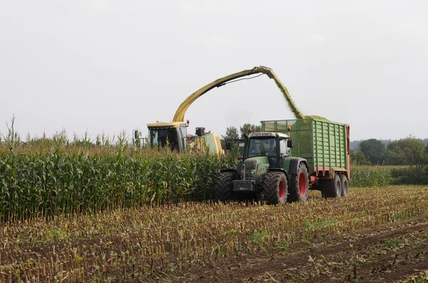 Culturas de milho para biogás e alimentação animal — Fotografia de Stock