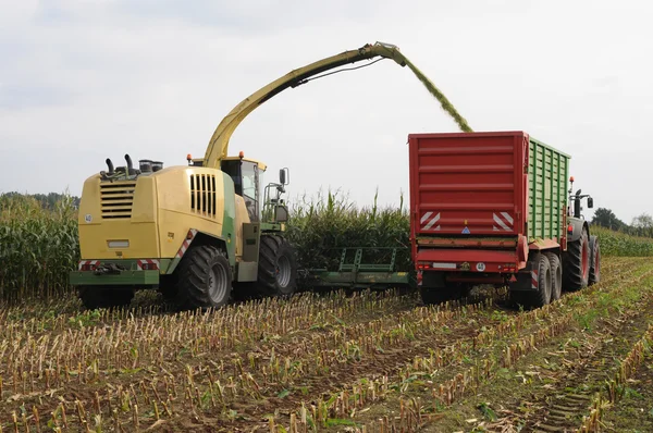 Maïs gewas voor biogas- en verband met diervoeding — Stockfoto