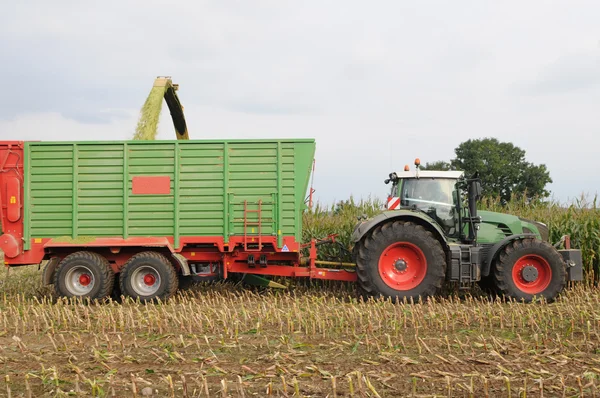 Corn crop for biogas and animal feeding — Stock Photo, Image