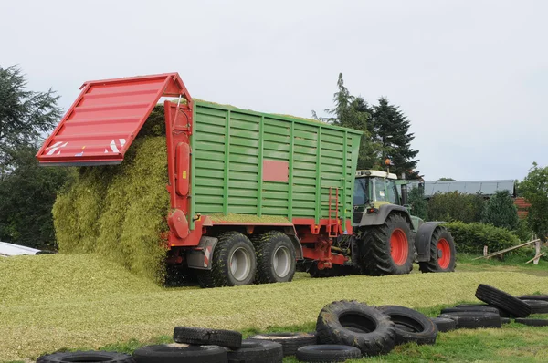 Maïs gewas voor biogas- en verband met diervoeding — Stockfoto
