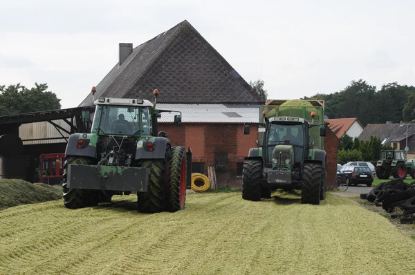 Mısır mahsul biyogaz ve hayvan besleme için