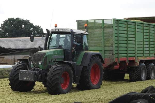 Mısır mahsul biyogaz ve hayvan besleme için