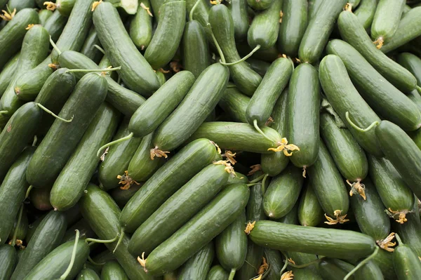 Mini cucumbers — Stock Photo, Image