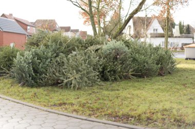 Noel 'den sonra Noel ağacı öğütücüsü