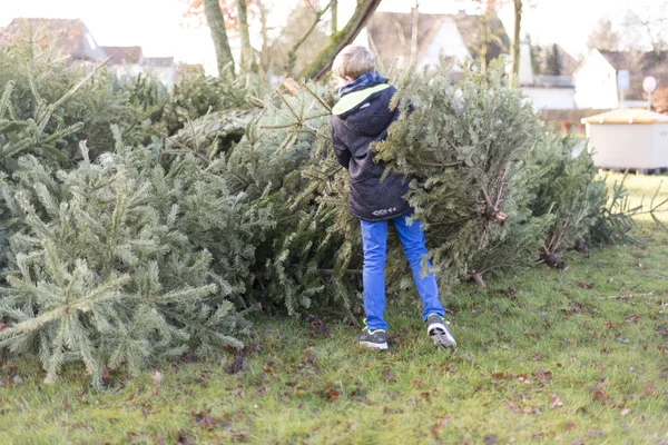 Eliminação de árvore de Natal após o Natal — Fotografia de Stock