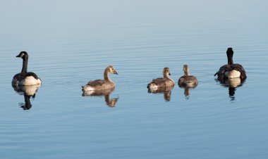 Kanada kazı branta canadensis